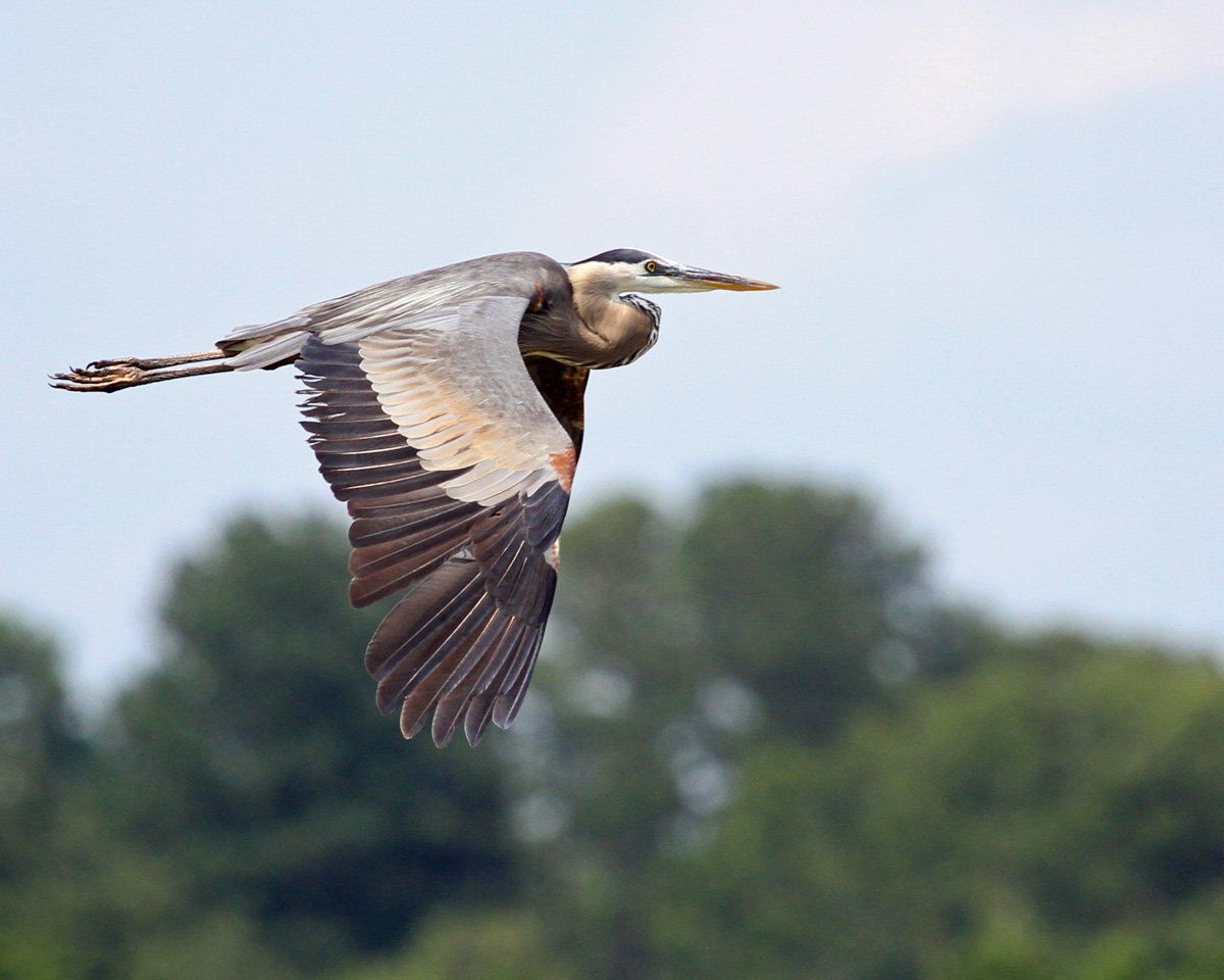 Westwood Shores Wildlife
