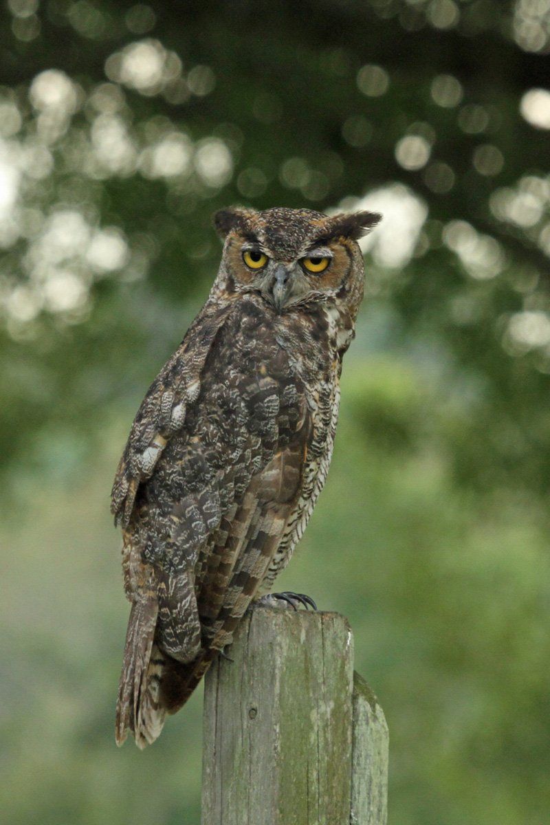 Westwood Shores Wildlife