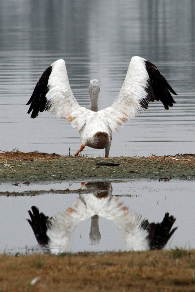 Westwood Shores Wildlife