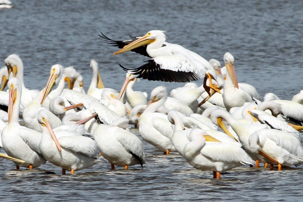 Westwood Shores Wildlife