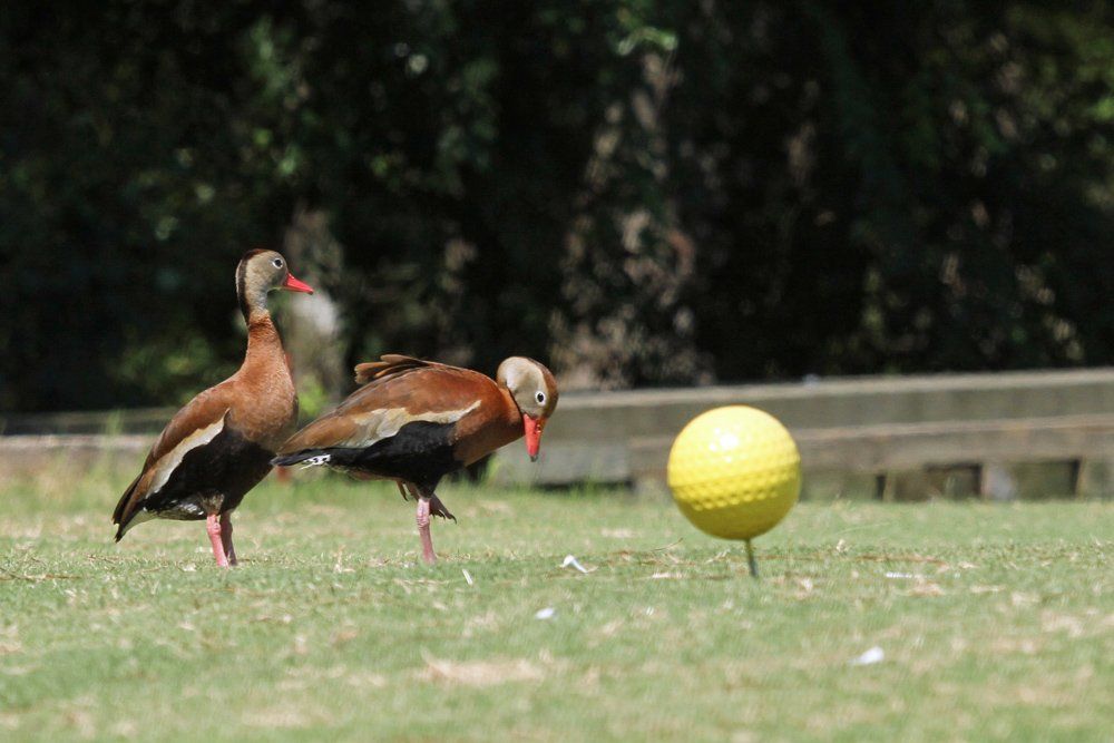 Westwood Shores Wildlife