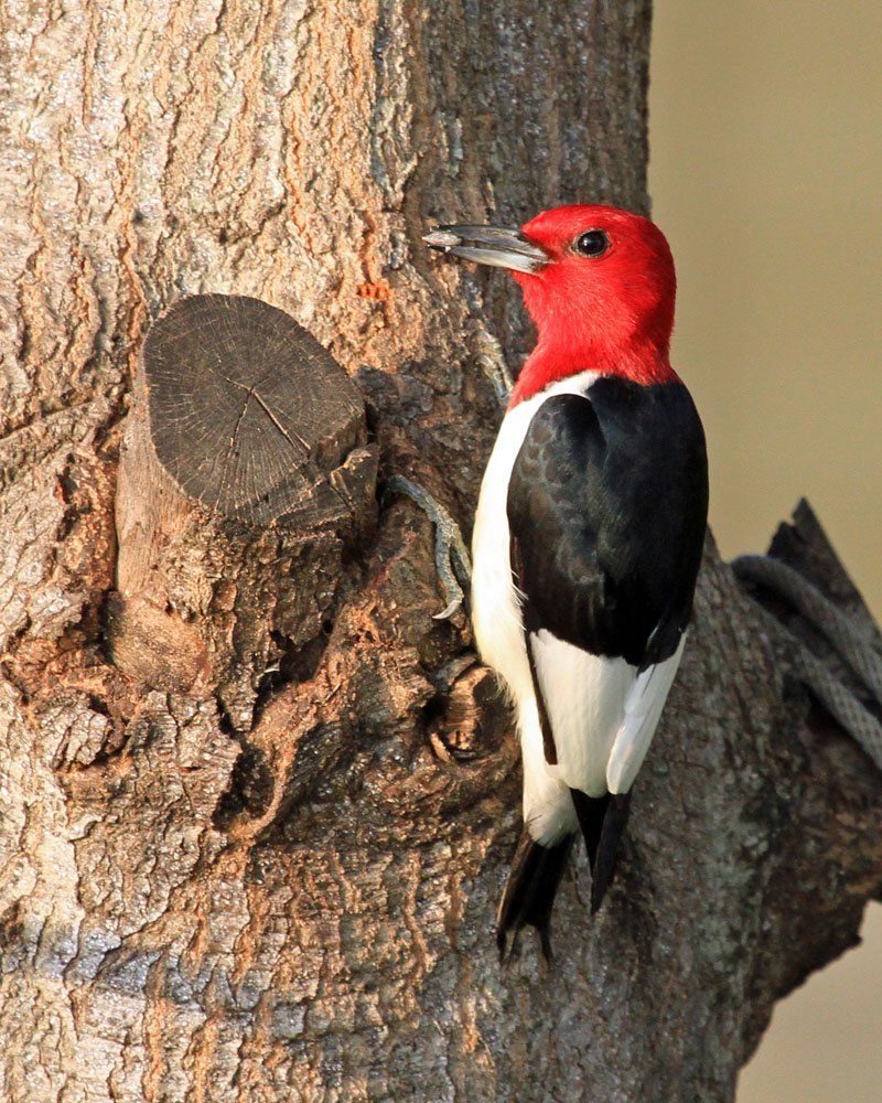 Westwood Shores Wildlife