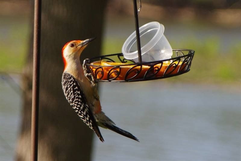 Westwood Shores Wildlife