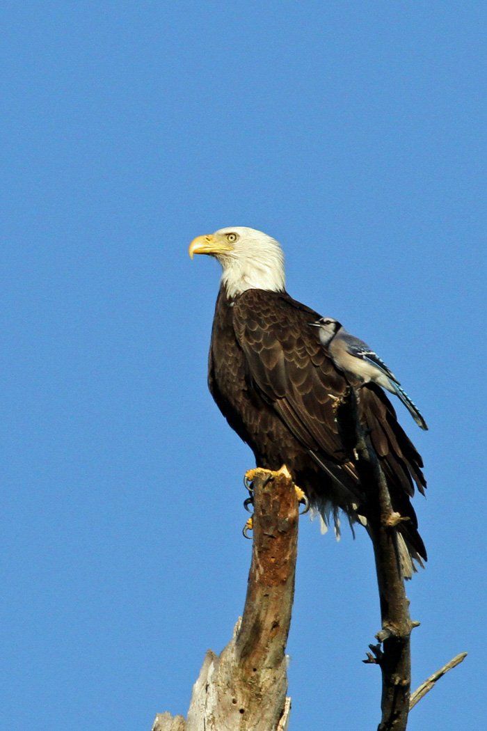 Westwood Shores Wildlife