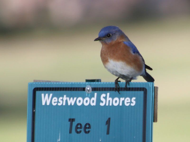 Westwood Shores Wildlife