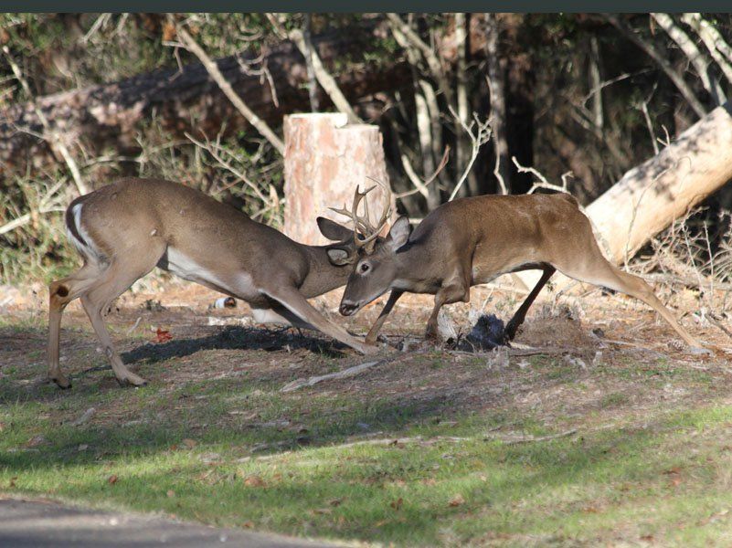 Westwood Shores Wildlife