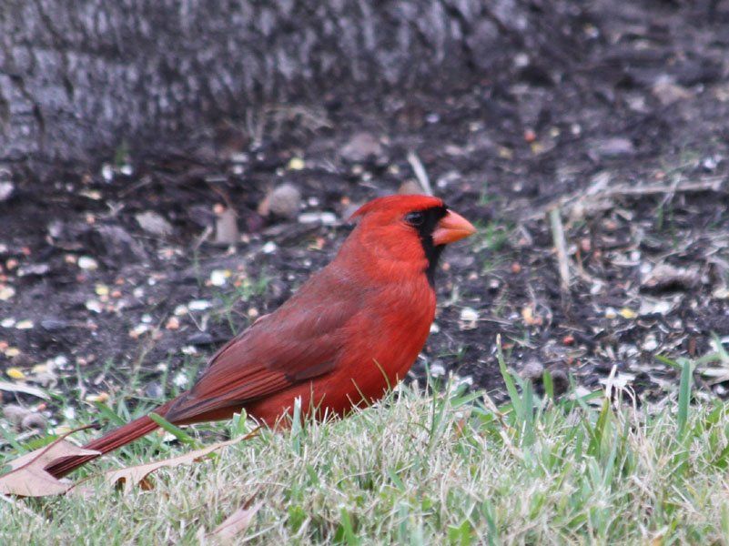 Westwood Shores Wildlife