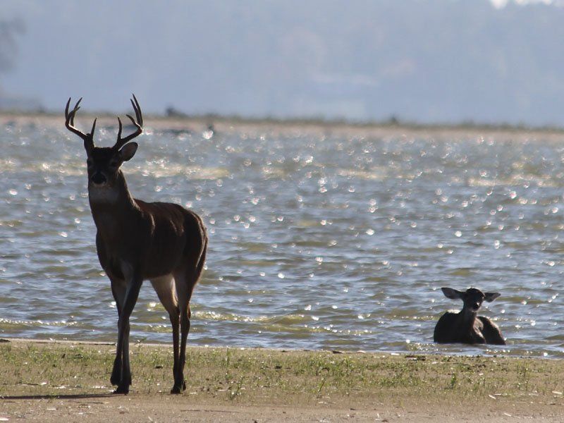 Westwood Shores Wildlife
