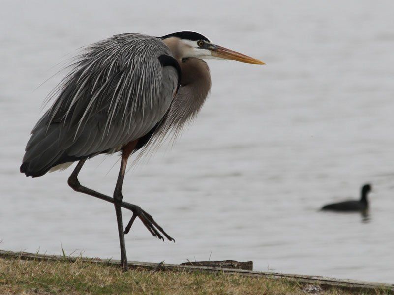 Westwood Shores Wildlife