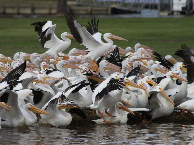 Westwood Shores Wildlife