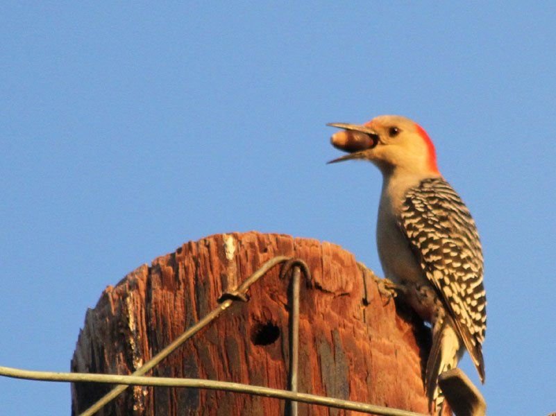 Westwood Shores Wildlife