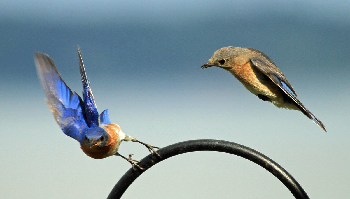 Westwood Shores Wildlife