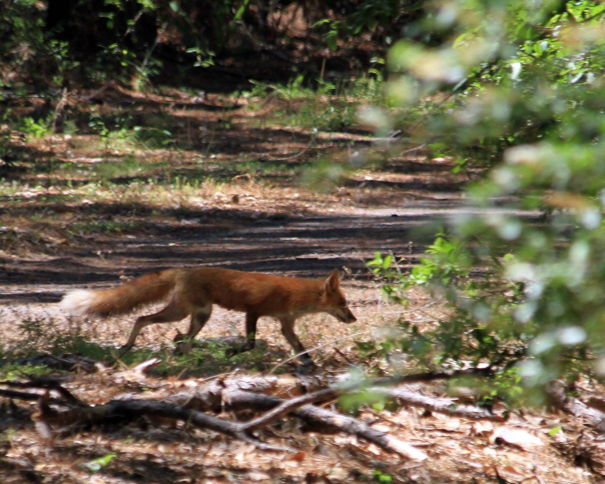 Westwood Shores Wildlife