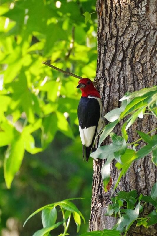 Westwood Shores Wildlife