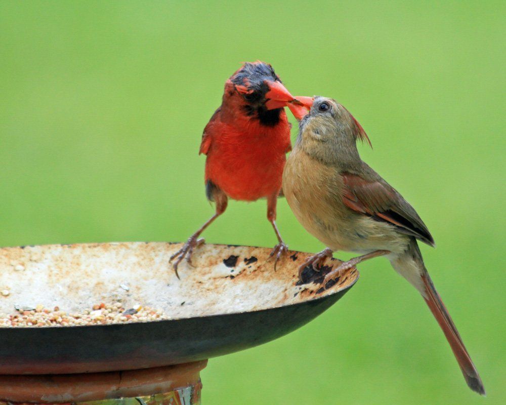 Westwood Shores Wildlife