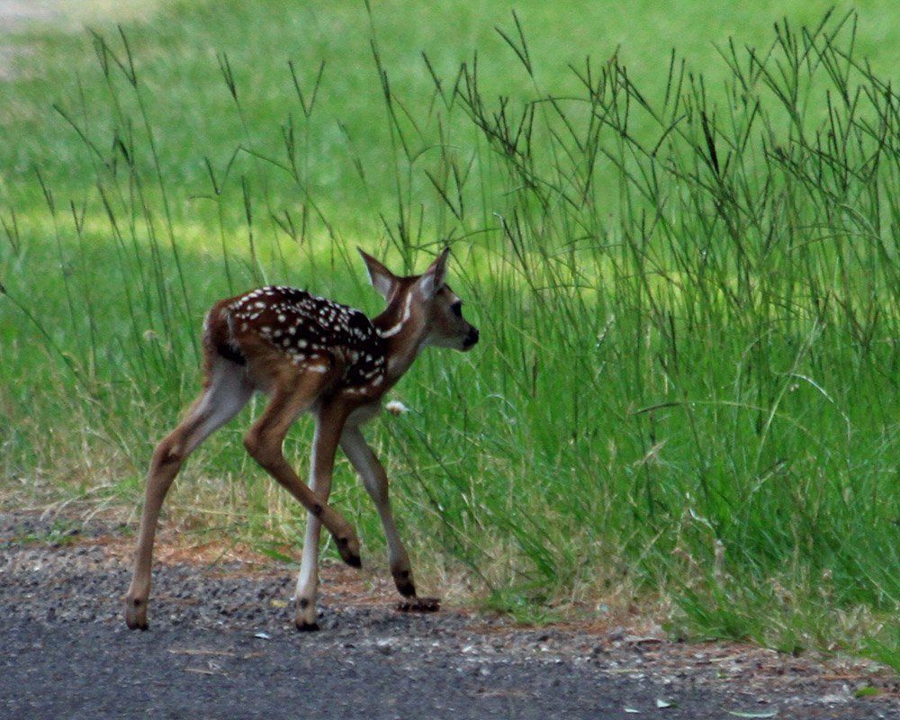Westwood Shores Wildlife