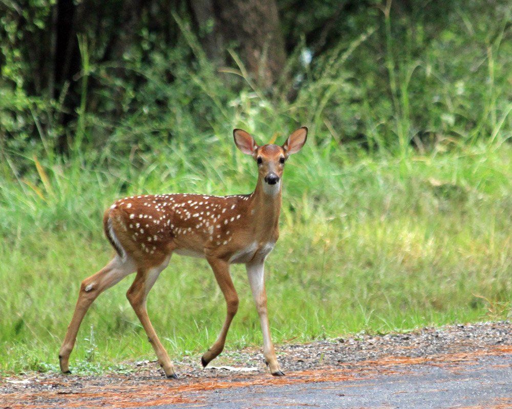 Westwood Shores Wildlife
