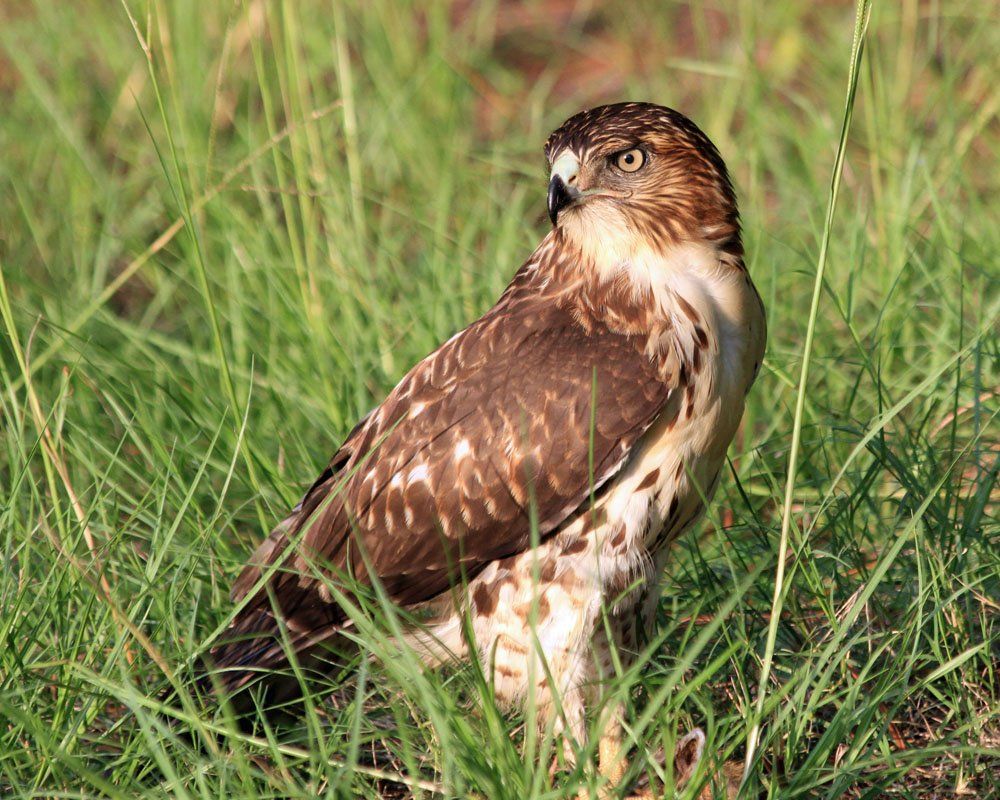 Westwood Shores Wildlife