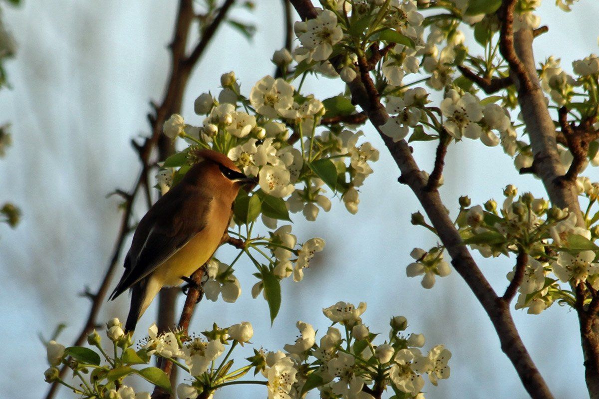 Westwood Shores Wildlife