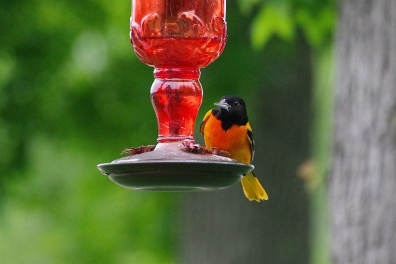 Westwood Shores Wildlife