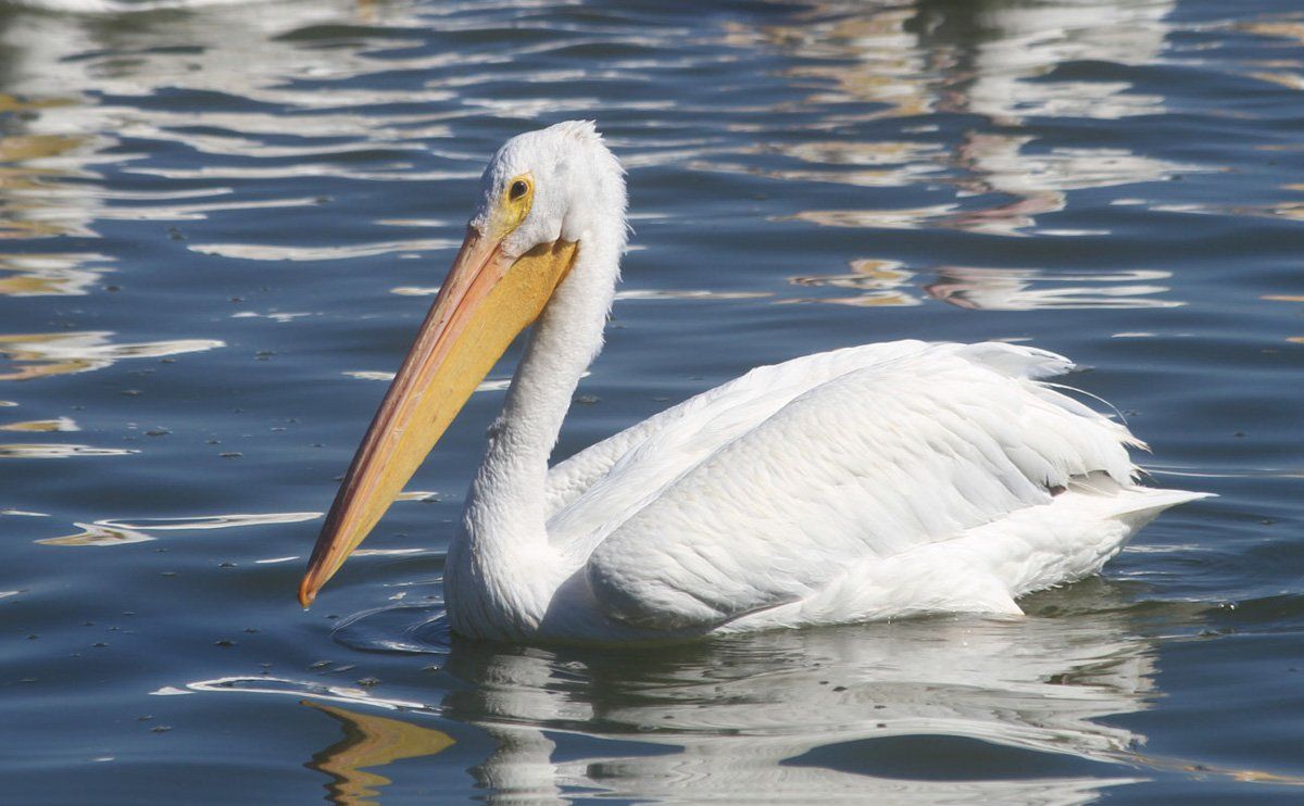 Westwood Shores Wildlife