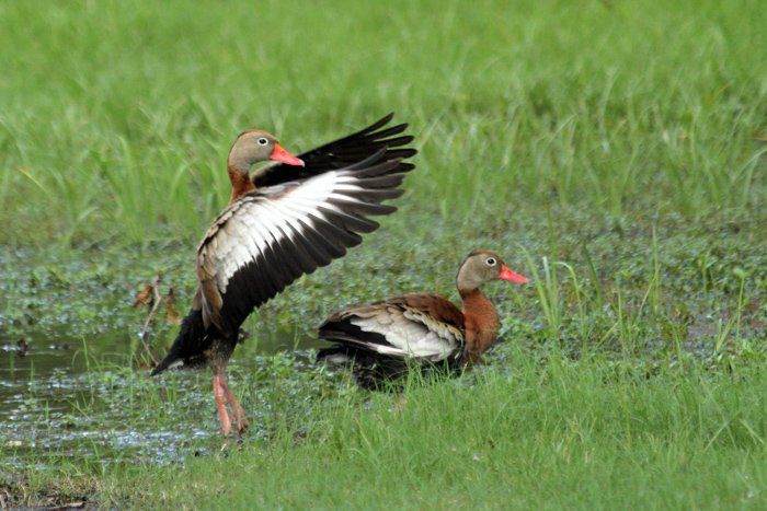 Westwood Shores Wildlife