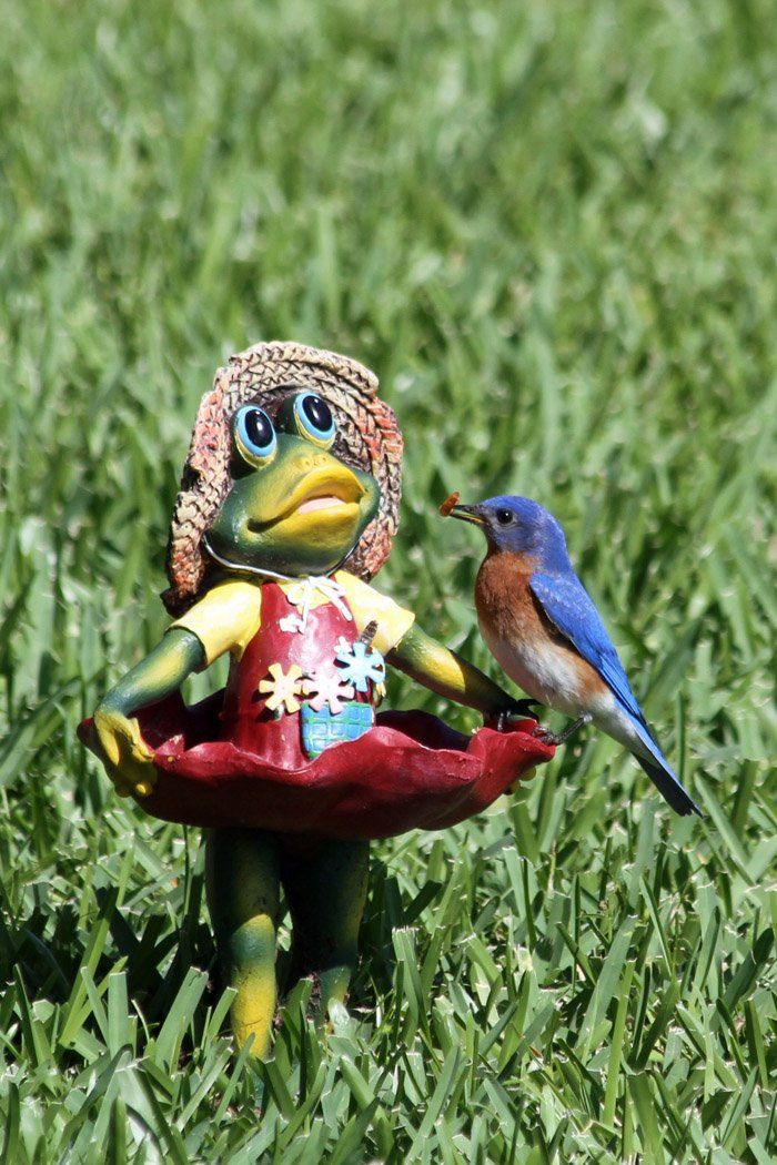 Westwood Shores Wildlife