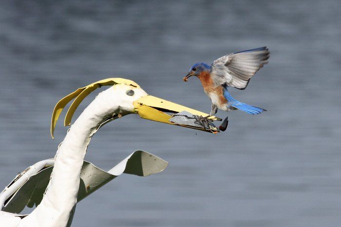 Westwood Shores Wildlife