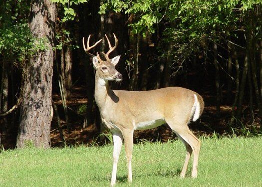 Buck - Male deer in field