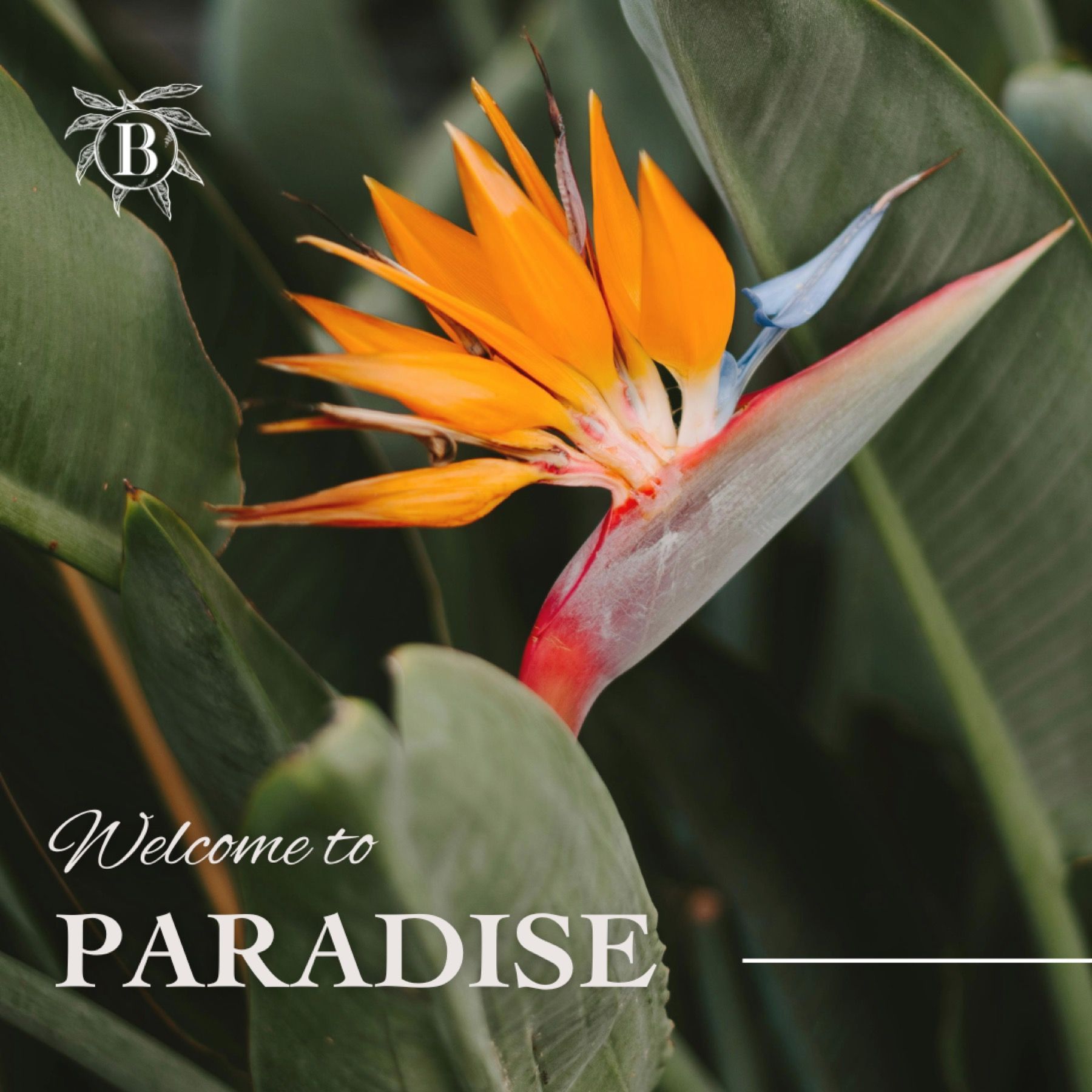 A flower with the words welcome to paradise below it