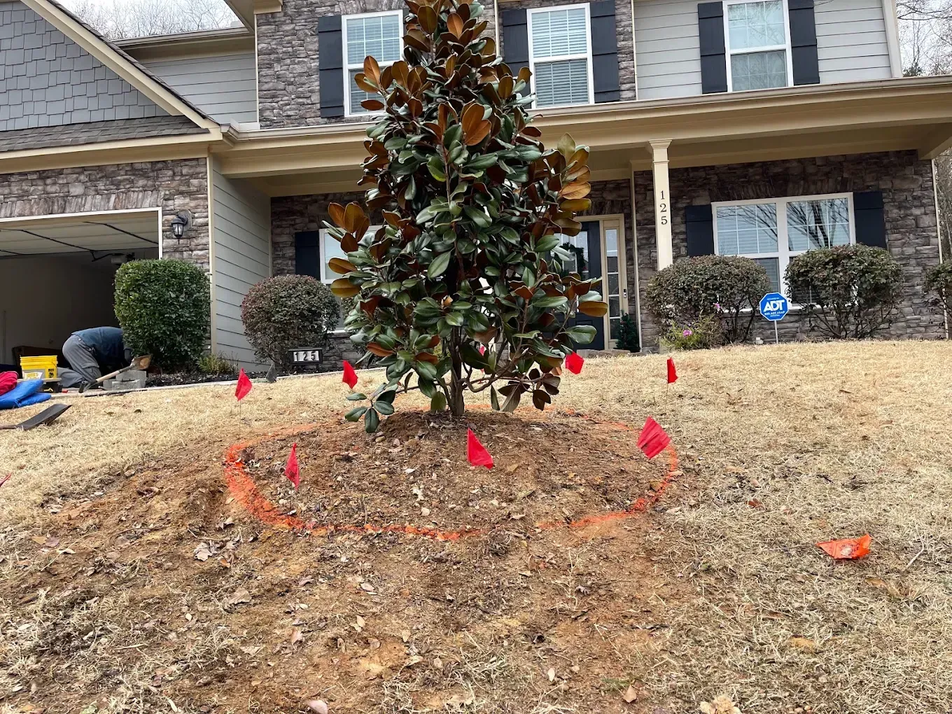 A magnolia tree planted in front of a house, marked with orange flags, with a person working nearby.