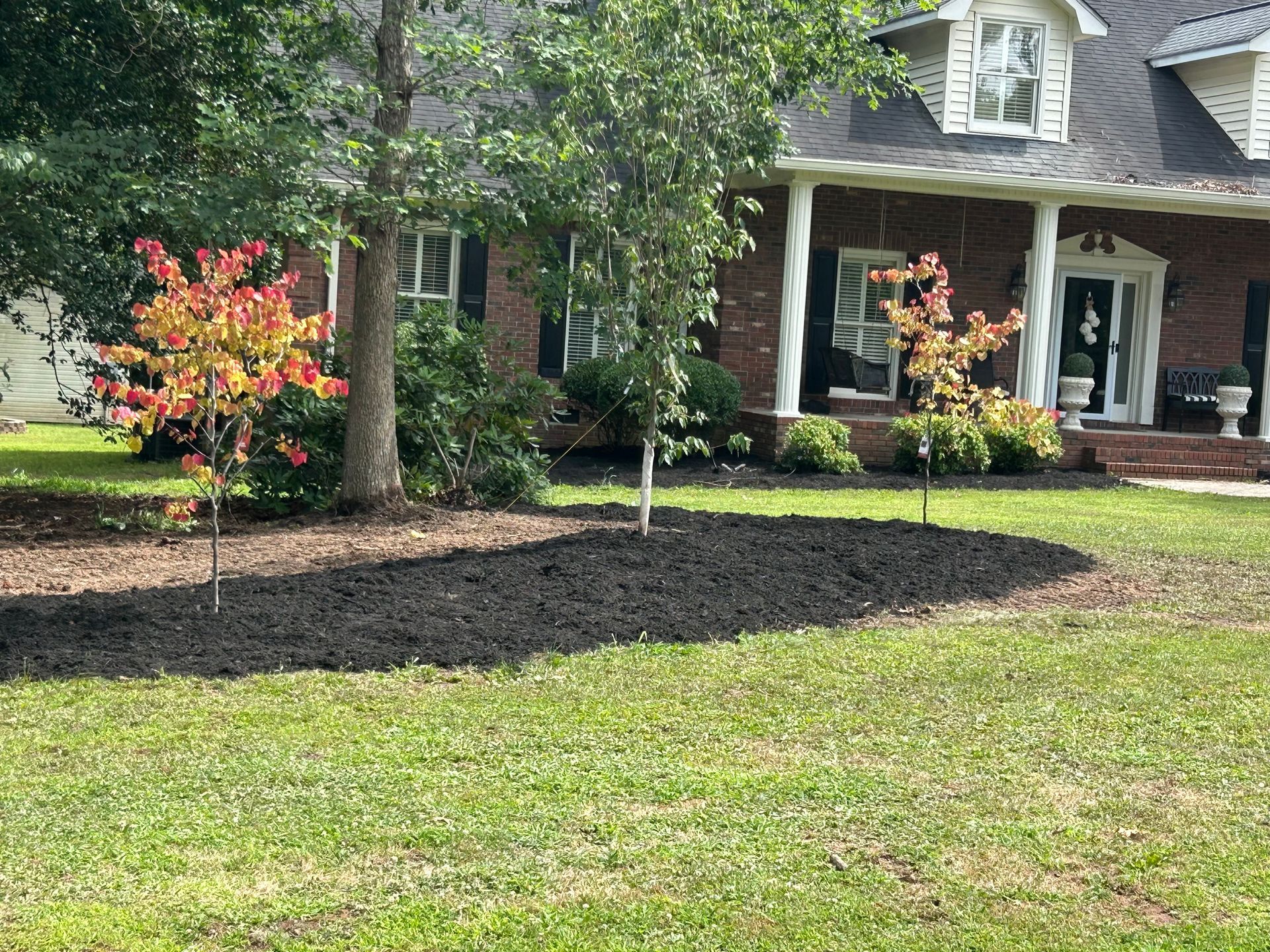 Front yard with fresh black mulch surrounding small trees and a brick house. Green grass in the foreground.