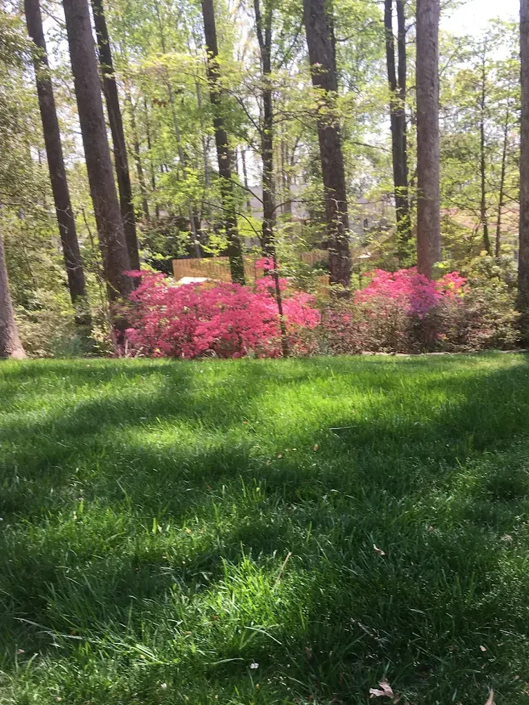 Lush green lawn with vibrant pink azalea bushes in front of a forest of trees on a sunny day.