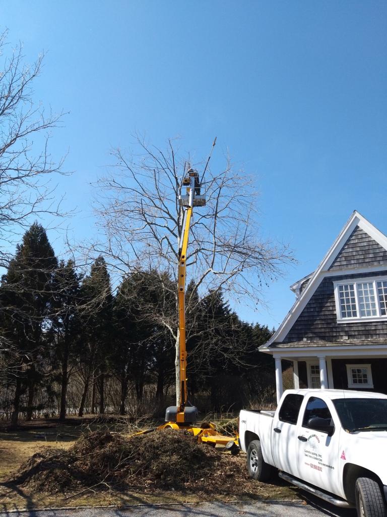 Person in lift trimming tree, truck parked next to house on sunny day.
