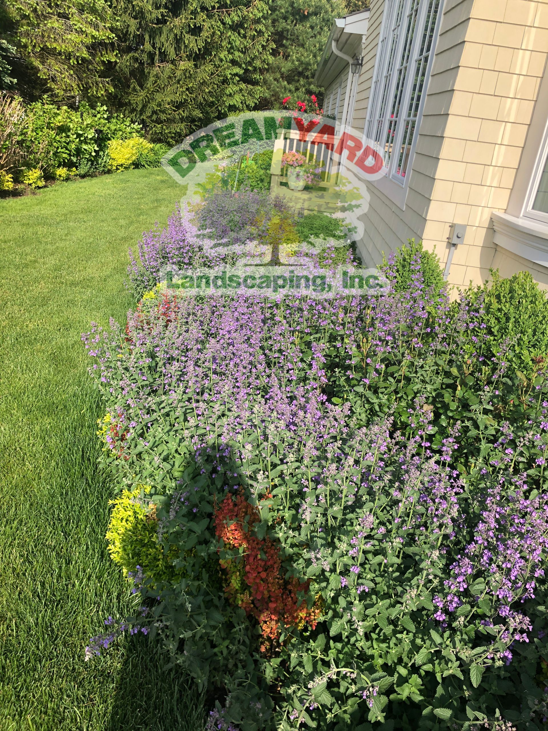Flower bed with purple blooms next to a house, green grass, and shrubs.