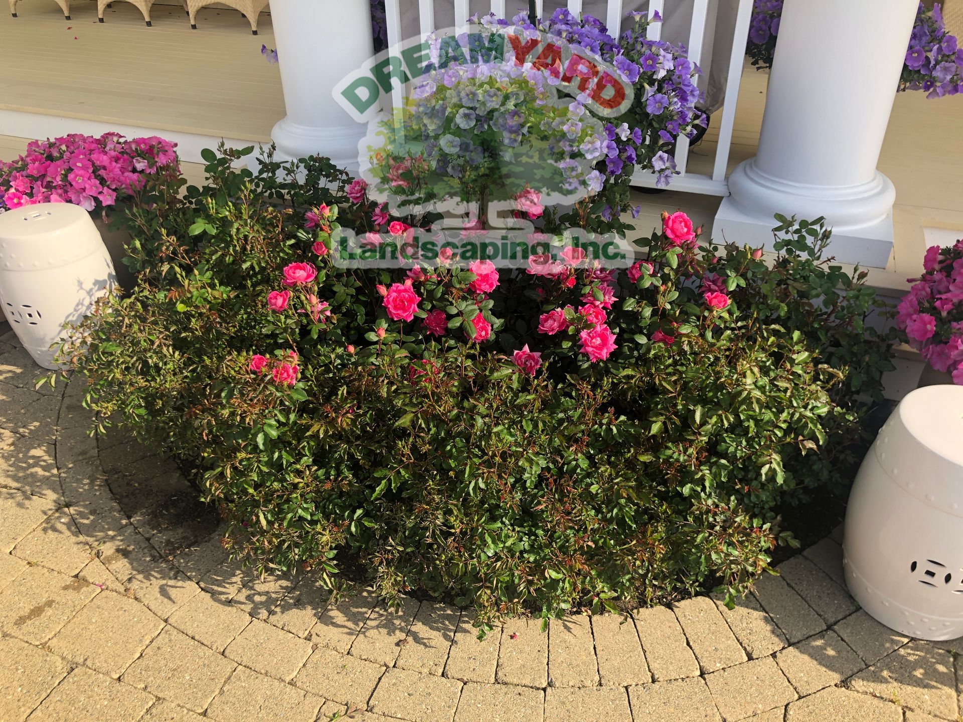 A flower bed of pink roses, green foliage, and white decorative stools on a brick patio.