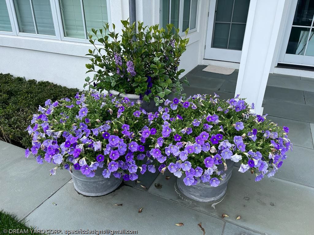 Three galvanized metal planters with vibrant purple flowers on a porch.