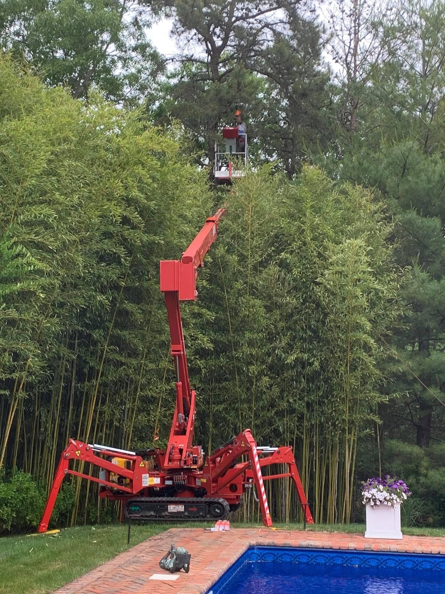 A red spider lift with a worker trimming a tree near a swimming pool.