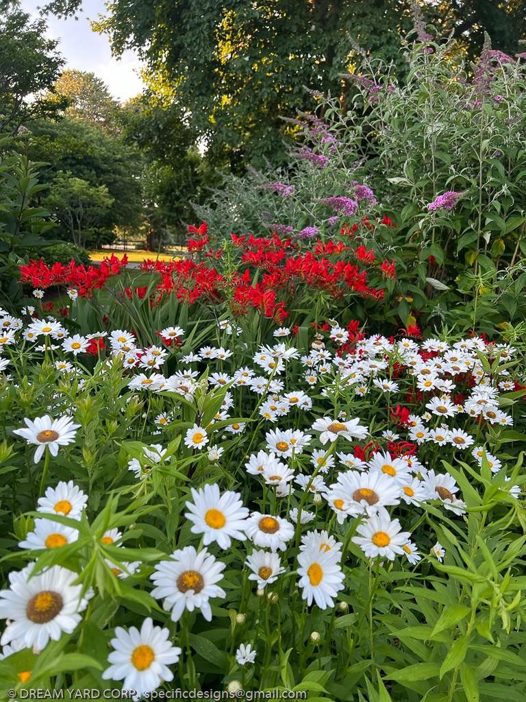 Lush garden with white daisies, red flowers, and purple blooms in full sunlight.