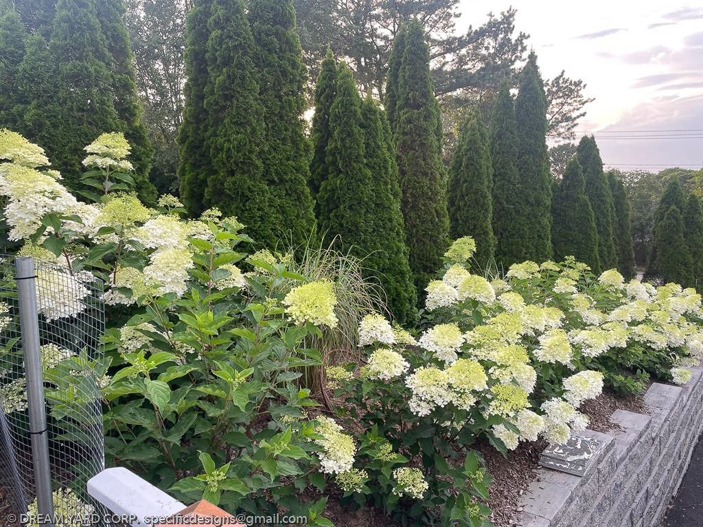 White hydrangea blooms in front of tall, green evergreens. Stone wall and metal fence on the left.