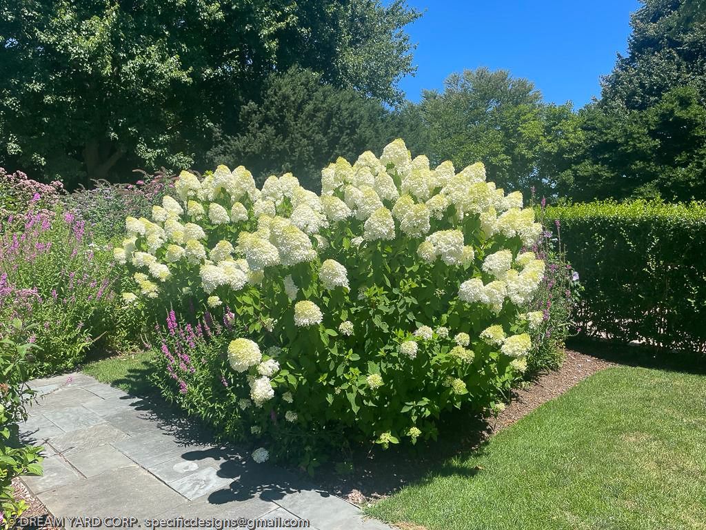 White hydrangea bush in garden bed with stone path.