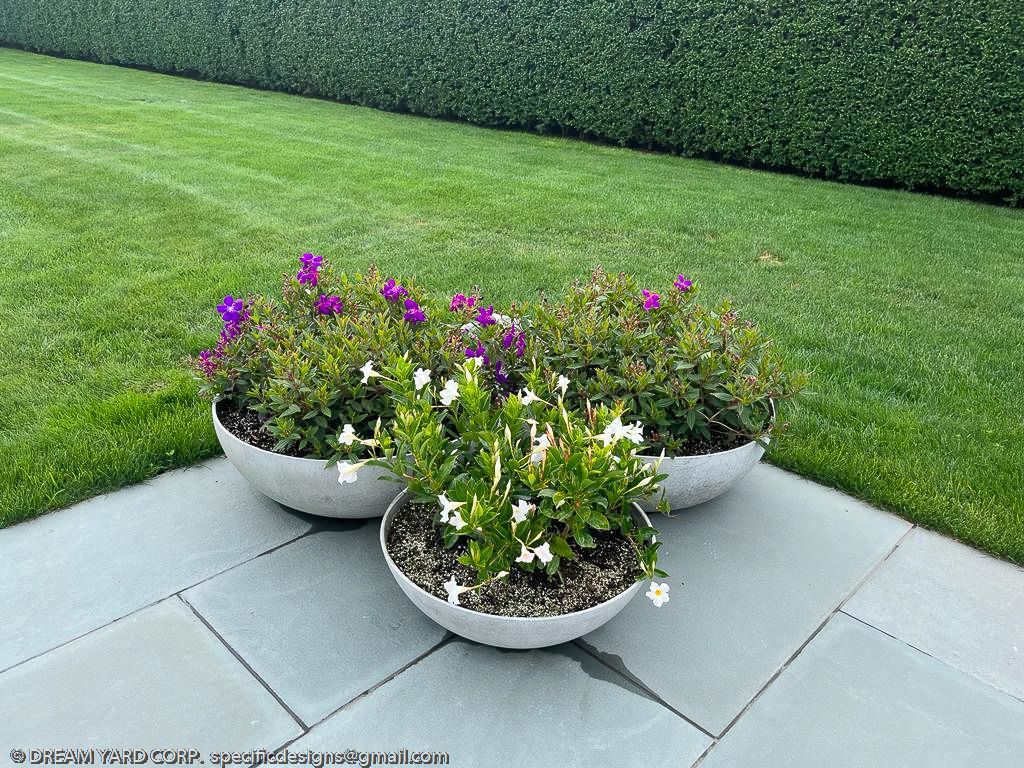 Three white flower pots with purple and white flowers sit on gray stone patio, surrounded by green grass and hedge.