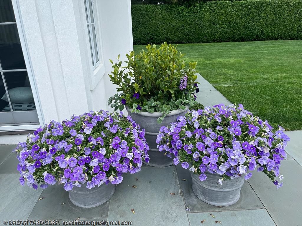Three gray planters with overflowing purple petunias and a boxwood shrub in a gray pot on a porch.
