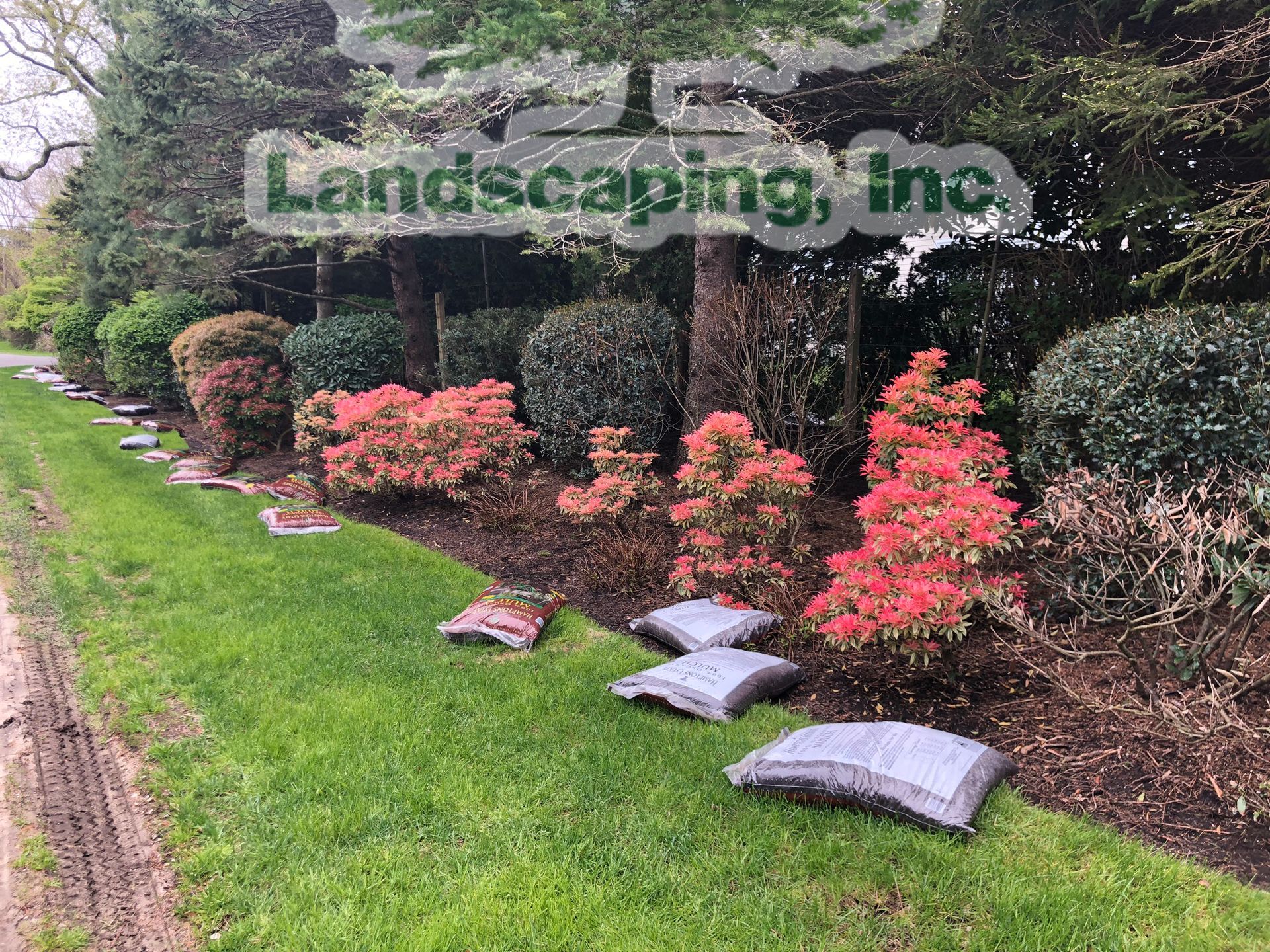 A landscaped bed with red and green bushes, bordered by a stone path and green grass, with bags of mulch in the foreground.