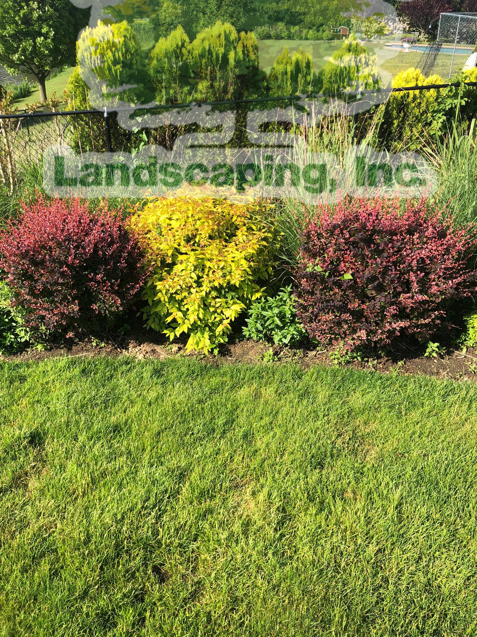Colorful shrubs: red, yellow, and red, in a landscaped garden with green grass.