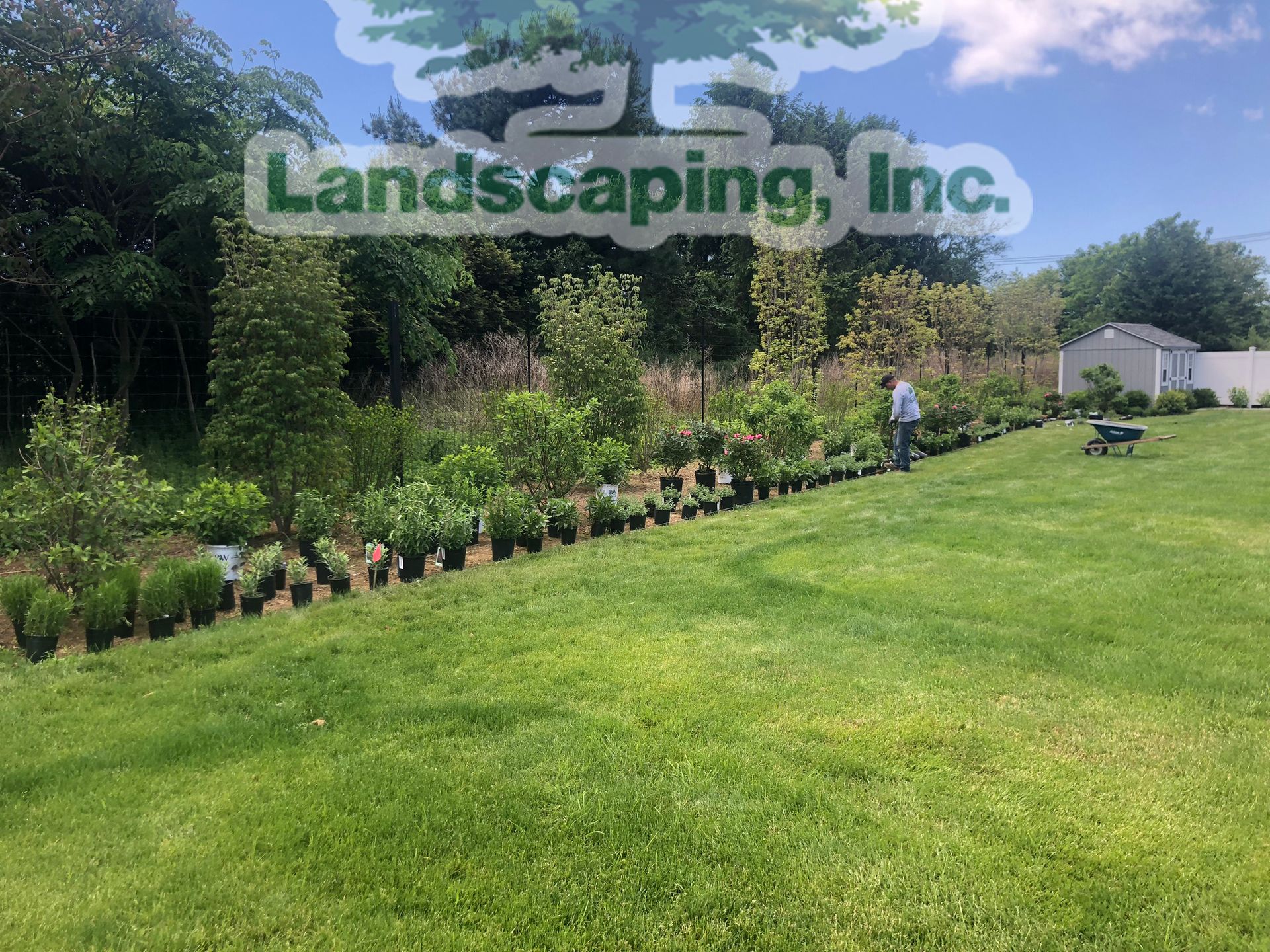 Grassy yard with a row of potted plants and a person tending to them. A dog stands nearby.