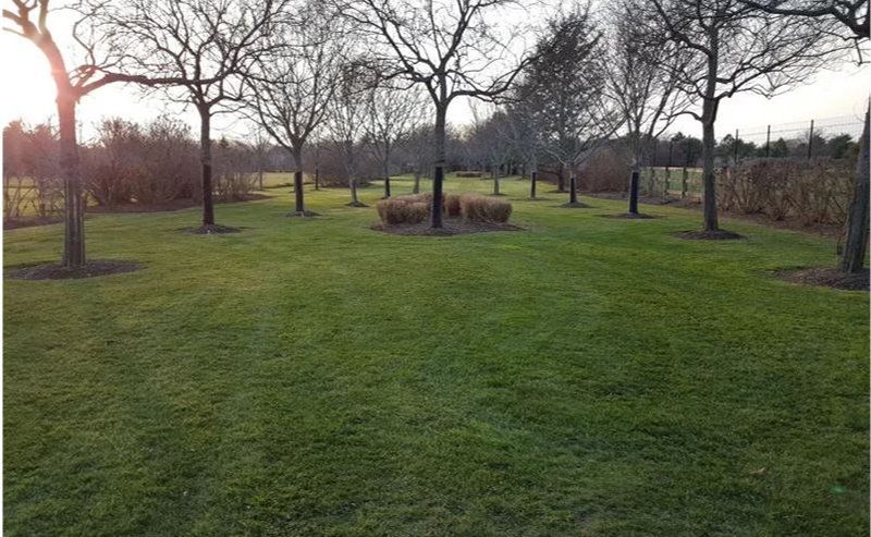 Lush green lawn with a row of bare trees. Sunset casts a warm glow over the landscape.