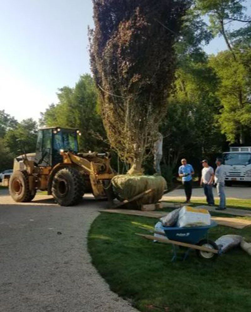 A large tree being planted with a front loader; several people supervise.
