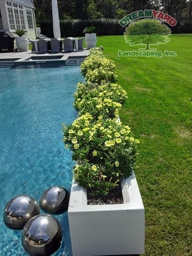 Row of yellow flowering plants in a white planter by a pool, with shiny metal spheres in front. Green yard.