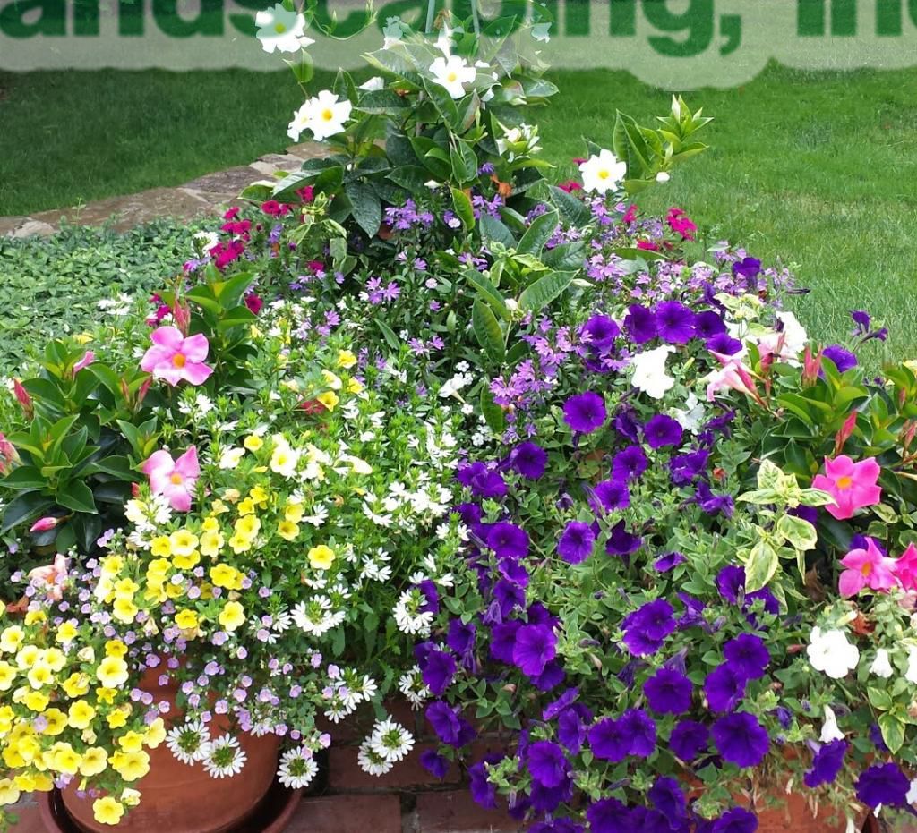 Colorful flowers in terracotta pots: yellow, purple, white, and pink, against a green lawn.